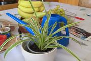 spider plant