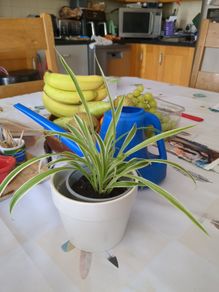 spider plant
