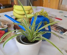 spider plant
