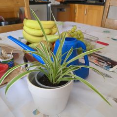spider plant