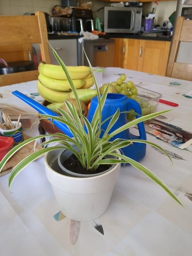 spider plant