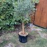 Olive Tree Image 3