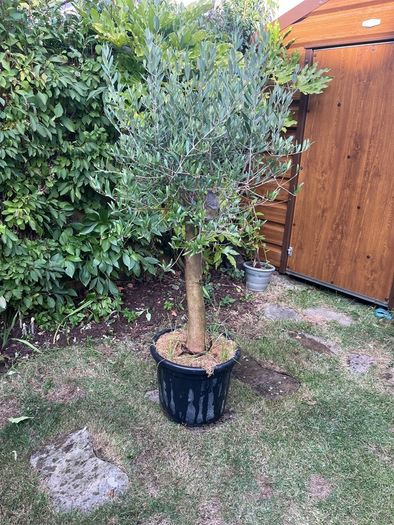 Olive Tree