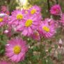 (D) Mangles Everlasting Seeds 0.5g Paper Daisy (185301) Image 2
