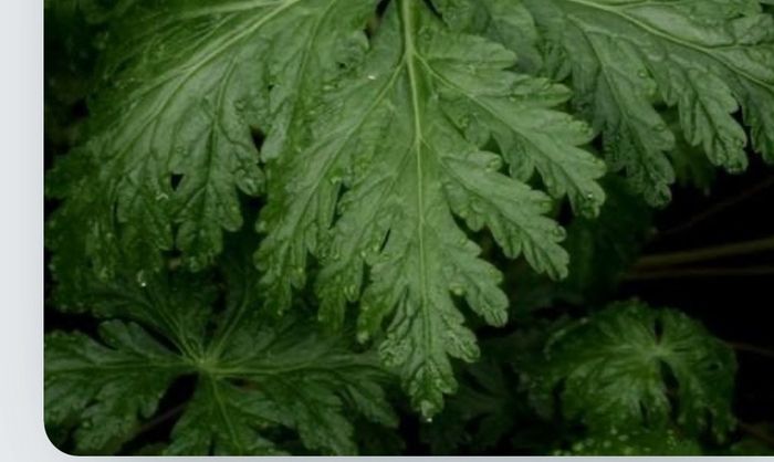 Geranium Maderense