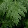 Geranium Maderense Image 4