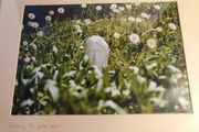 John lennon framed print watching the grass grow NIC 2010 limited edition 3 /500 42.5 x 33 cm.