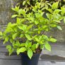hydrangea paniculata Limelight Image 4