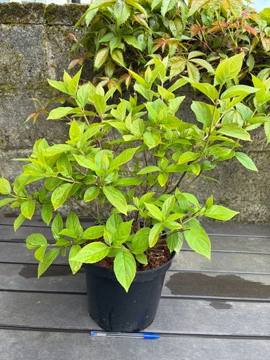 hydrangea paniculata Limelight