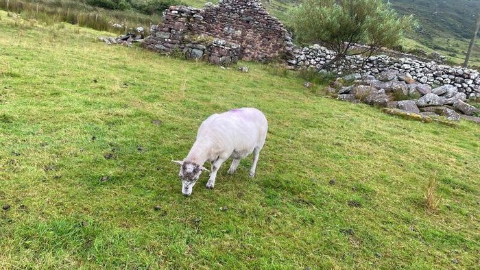 Young x bred sheep