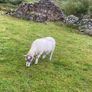 Young x bred sheep Image 2