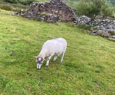 9 Young x bred sheep and 3 ewe lambs.