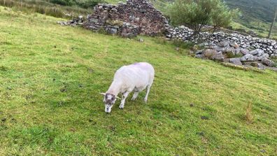 9 Young x bred sheep and 3 ewe lambs.