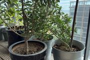 olive trees