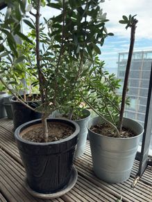 olive trees