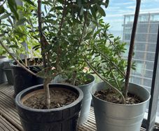 olive trees