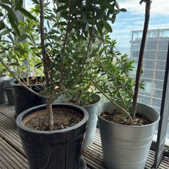 olive trees