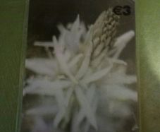 BNWT 5 Pictures to send or frame