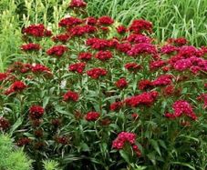 (D) Sweet William Dunetti seeds 0.5g (449969)