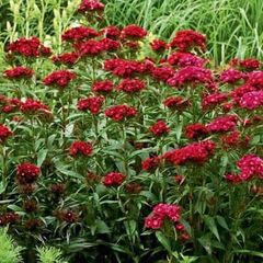 (D) Sweet William Dunetti seeds 0.5g (449969)