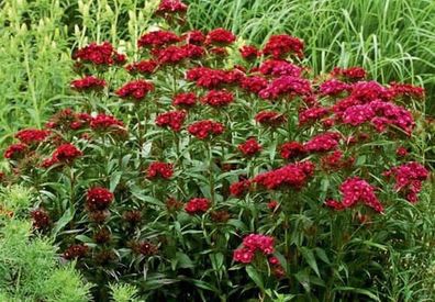 (D) Sweet William Dunetti seeds 0.5g (449969)