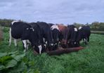 Weanling heifers