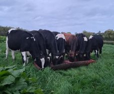 Weanling heifers