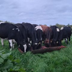 Weanling heifers