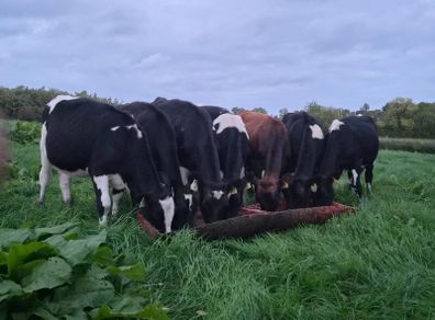 Weanling heifers