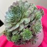 plant Image 4