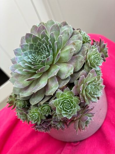 plant