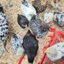 Bantam Pullets Image 2