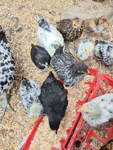 Bantam Pullets