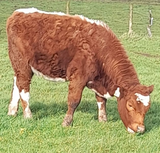 PBR Irish moiled heifer