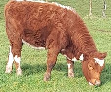 PBR Irish moiled heifer