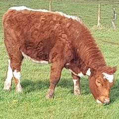 PBR Irish moiled heifer