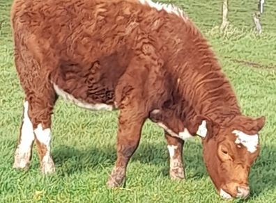 PBR Irish moiled heifer