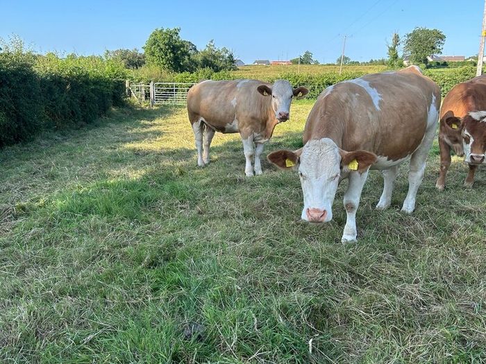 Springing and incalf heifers