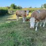 Springing and incalf heifers Image 10