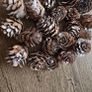 Christmas mini pinecones Image 3