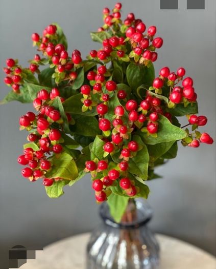Hypericum, ST John's Worth shrub/bush