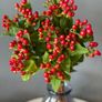 Large Hypericum bush (St John's Worth) in a pot Image 5