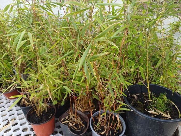 Clumping fargesia bamboo