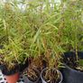 Clumping fargesia bamboo Image 2