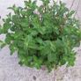 strawberry mint Image 2