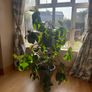 Rubber tree plant Image 3