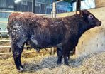 Shorthorn pedigree bulls