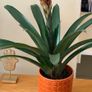 Plant with pot Image 2