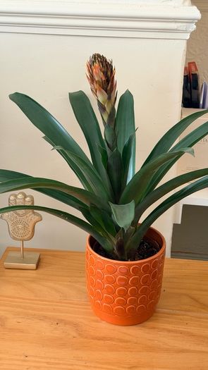 Plant with pot