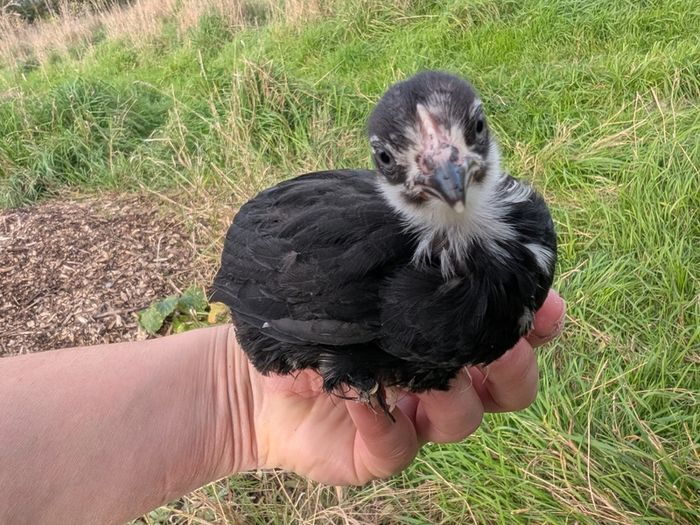 silkie and pekin chicks